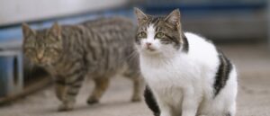 zwerfkat melden