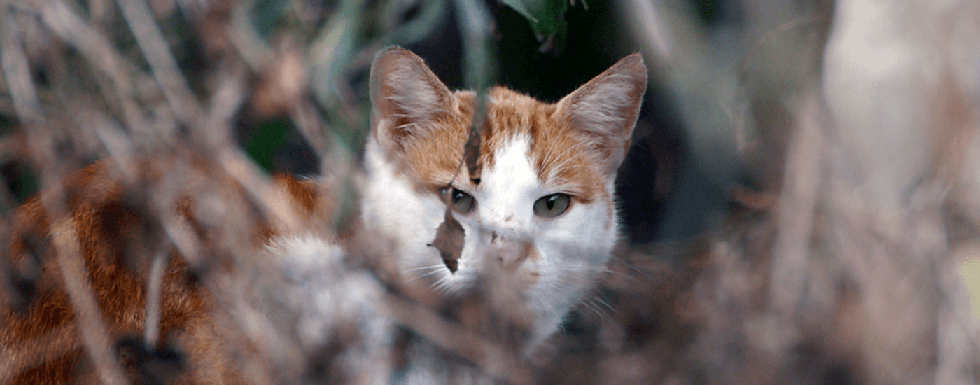 Stichting Zwerfkatten Rijnmond