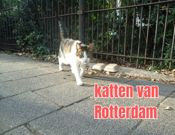 katten van Rotterdam