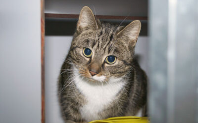 Kitty is thuis!