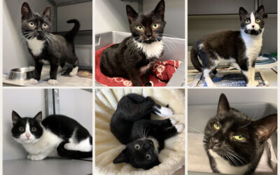 Black Friday actie is afgelopen!