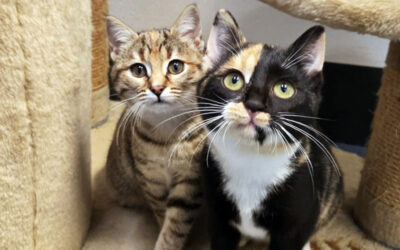 Froukje en Stien zijn thuis!