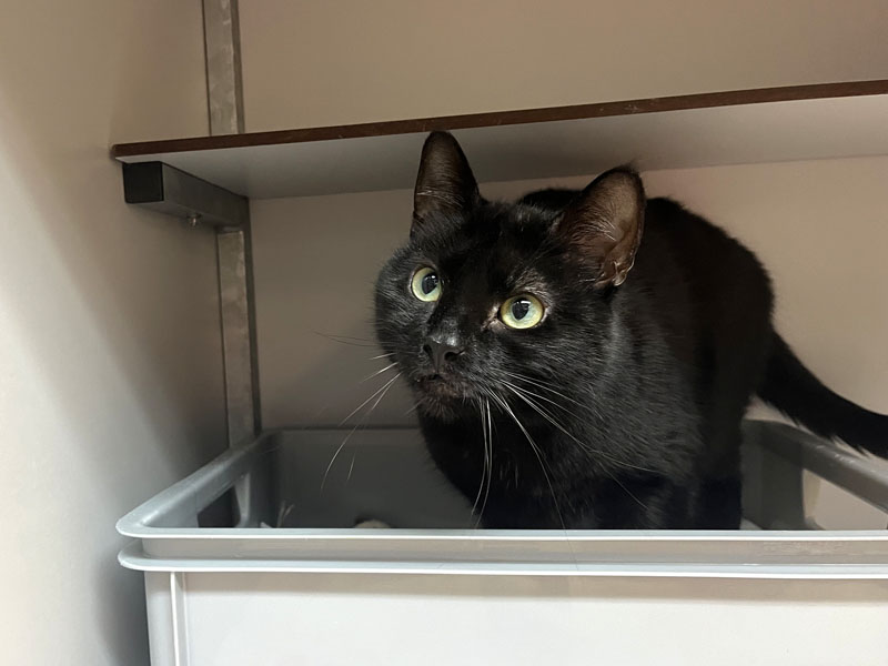 Caesar Fijn thuis gezocht