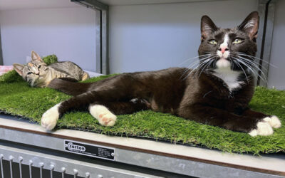Memphis de Poes